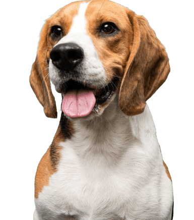 Portrait d’un beagle heureux, souriant et regardant l’objectif
