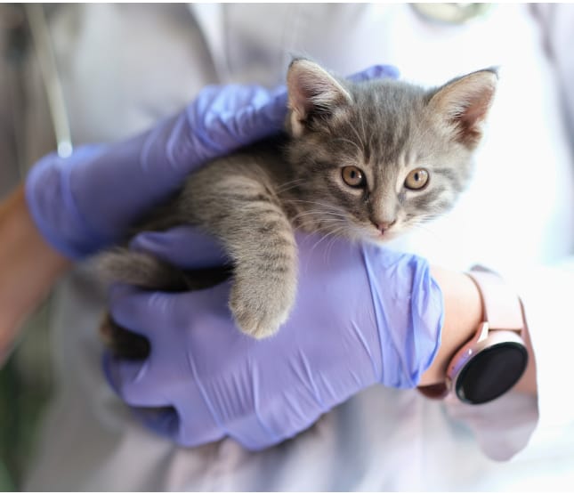 Vétérinaire tenant un chaton gris tigré dans ses mains