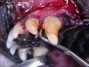 Problèmes bucco-dentaires chez le chien