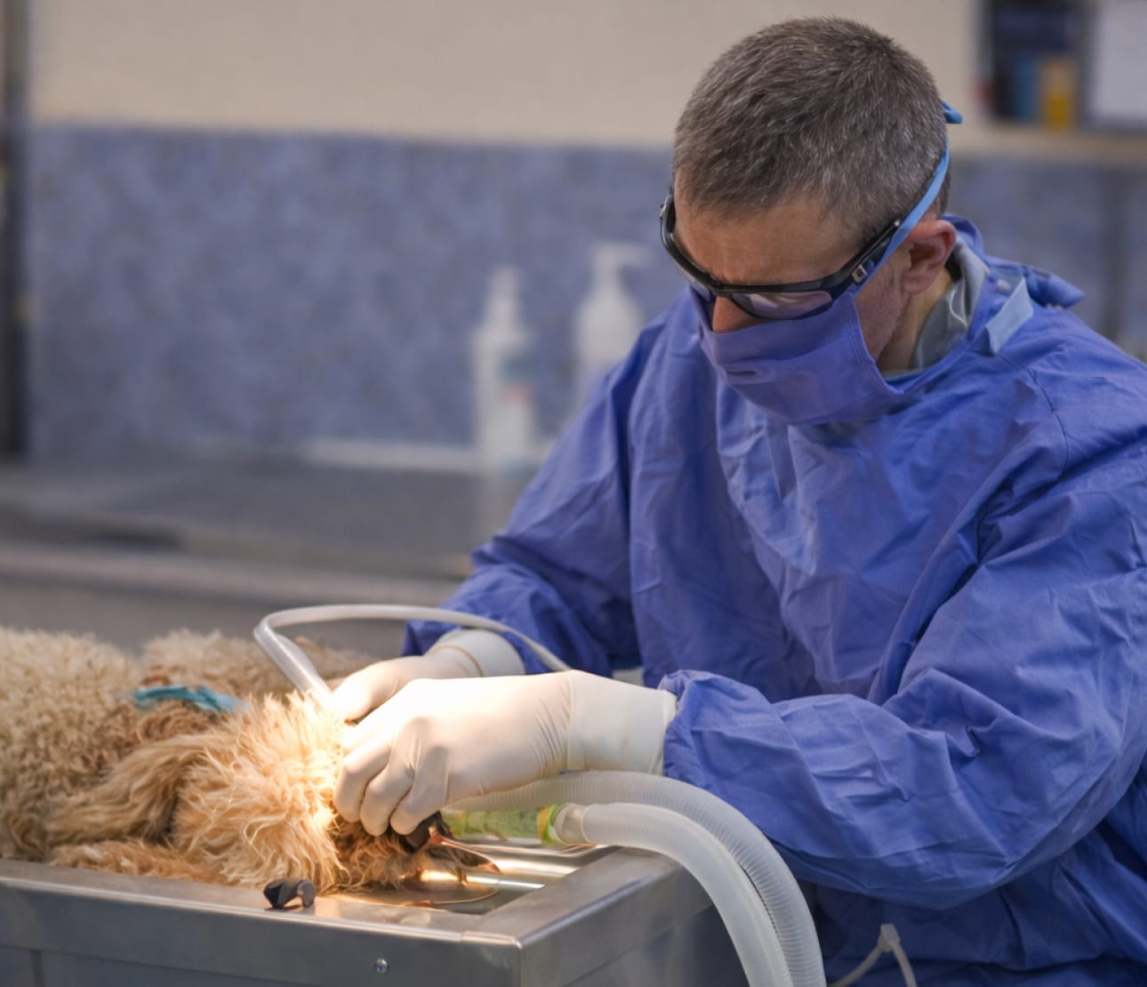 Acte chirurgie dentaire par un vétérinaire