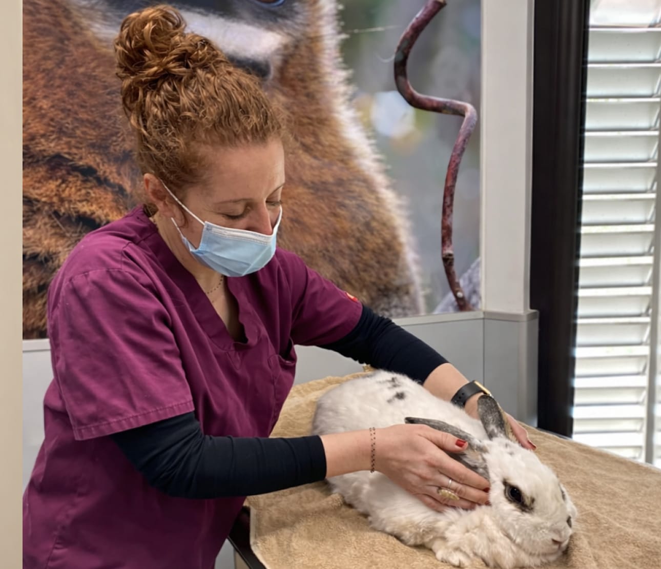 Lapin en consultation ostéopathie