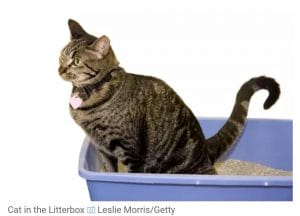 Mon chat urine du sang