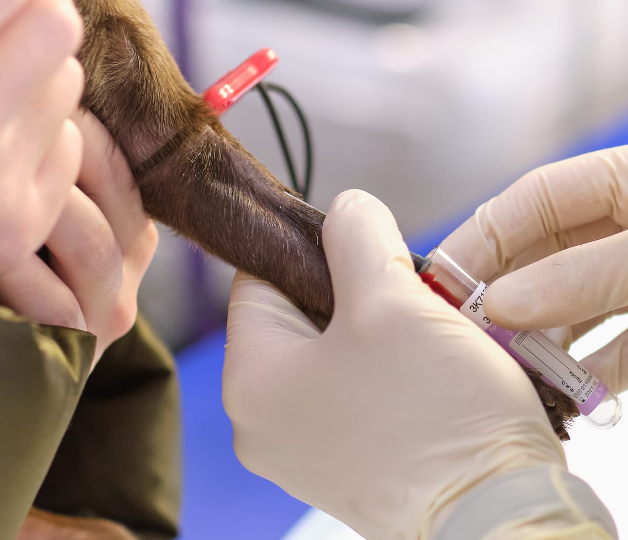 Acte médical vétérinaire