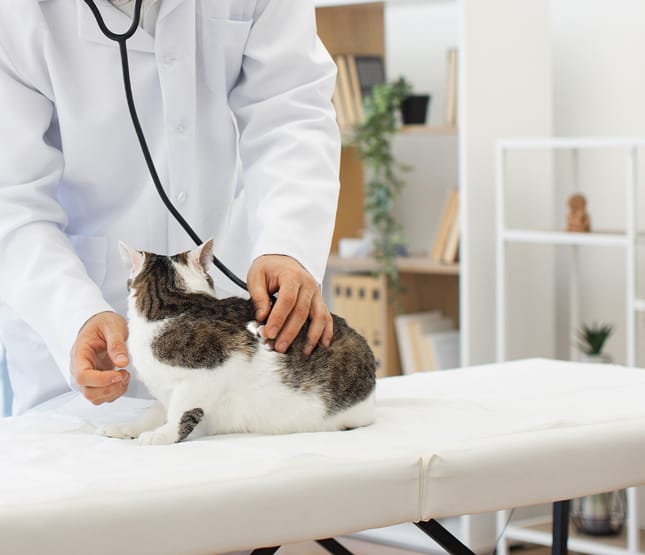 Consultation de chat dans un cabinet vétérinaire à Marseille