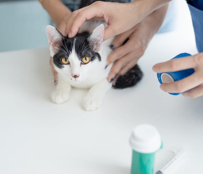 Chat sur table de consultation chez vétérinaire