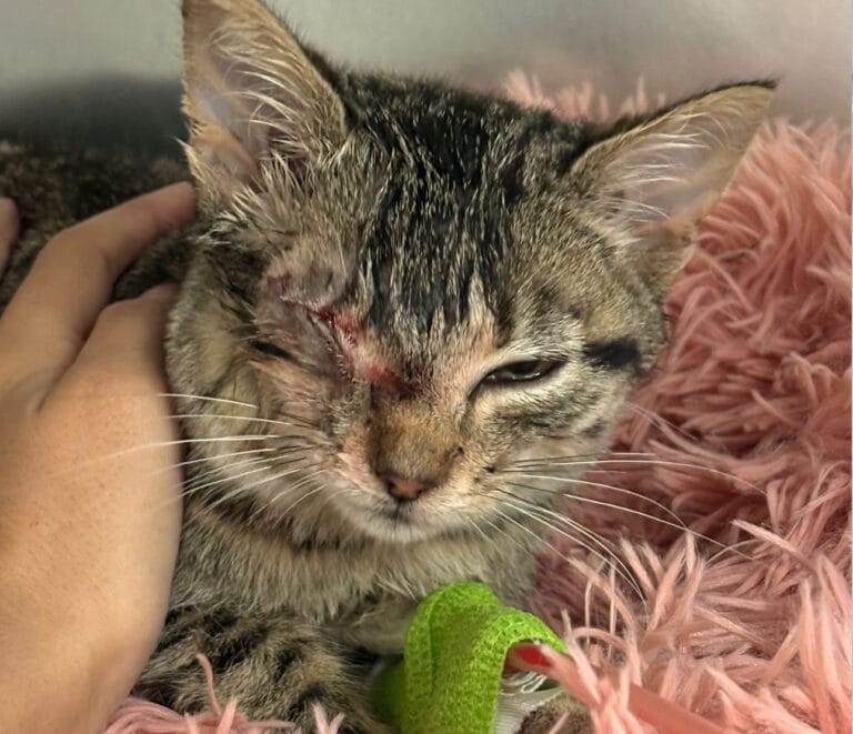 Chaton atteinte à l'œil