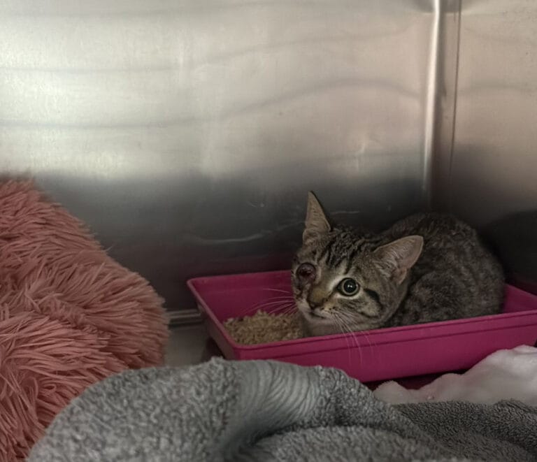 Chaton dans un panier chez le vétérinaire