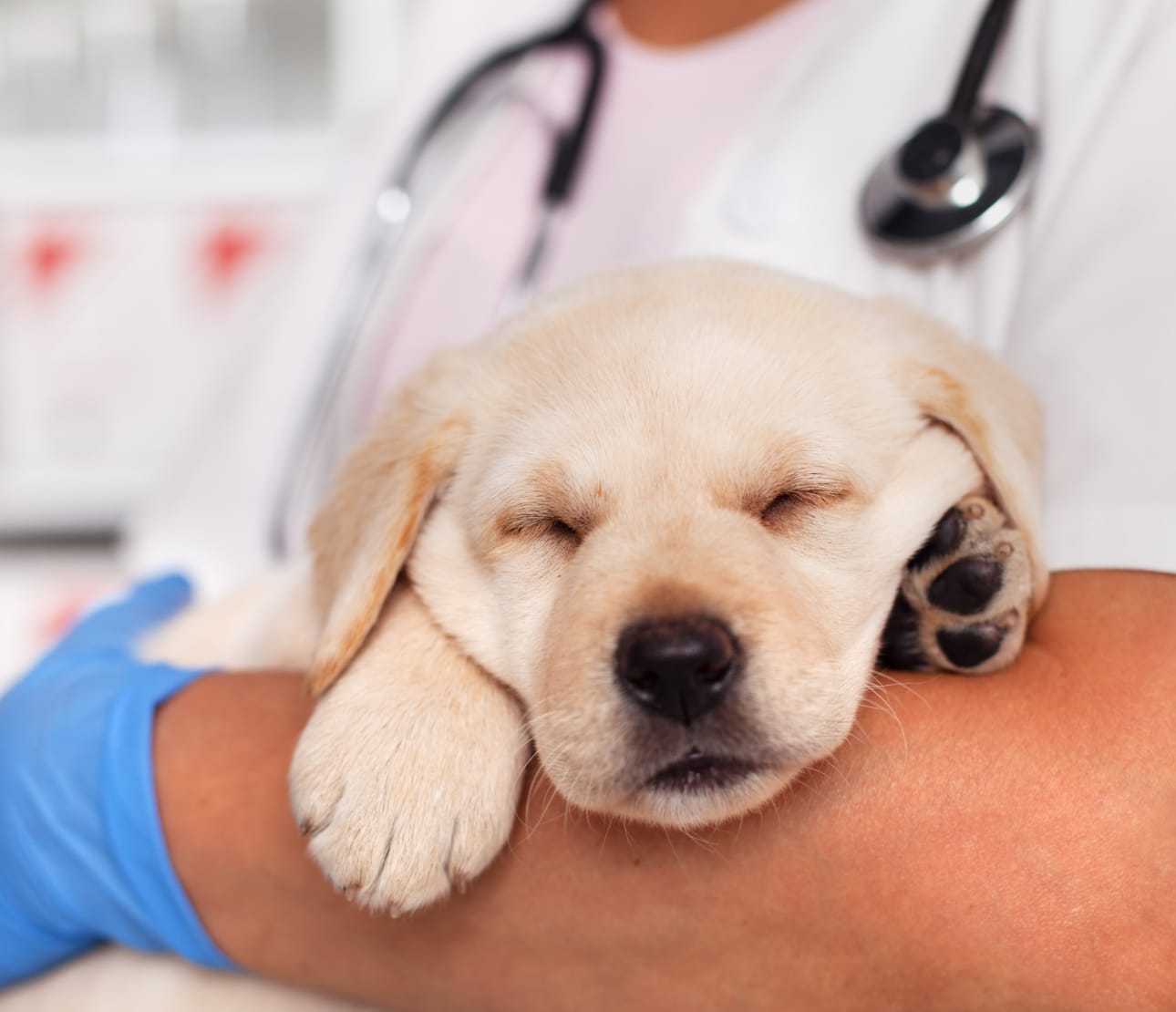 Chien dans les bras d'un vétérinaire