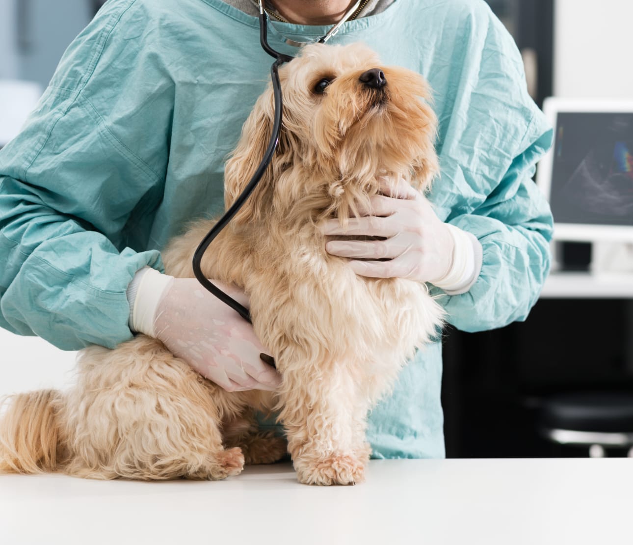 Chien sur une table d'auscultation