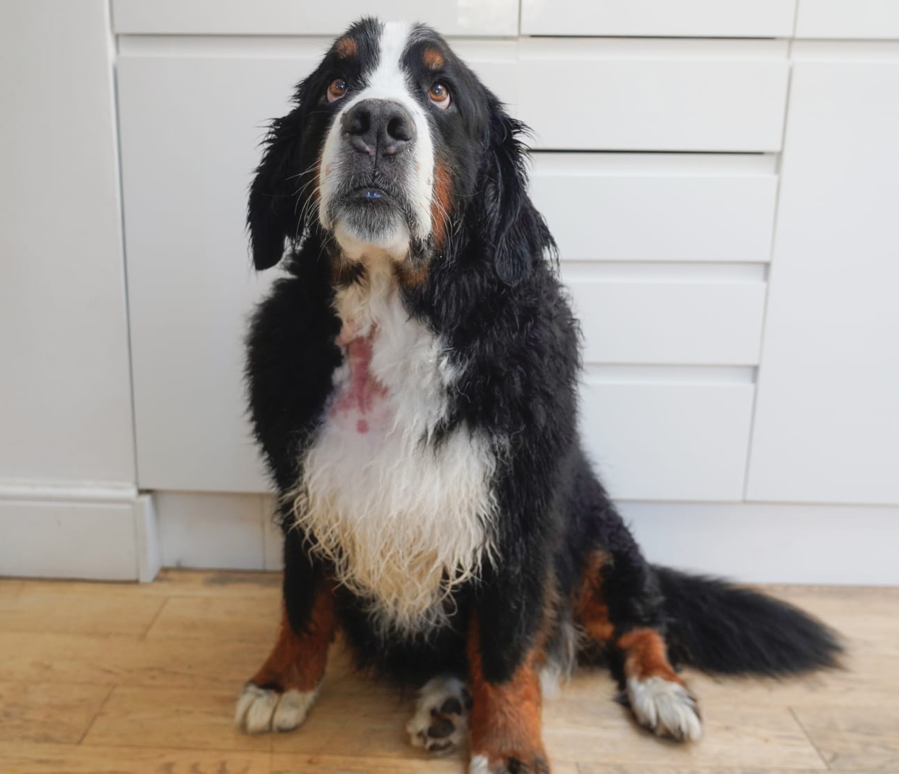Chien dans une salle d'attente de vétérinaire