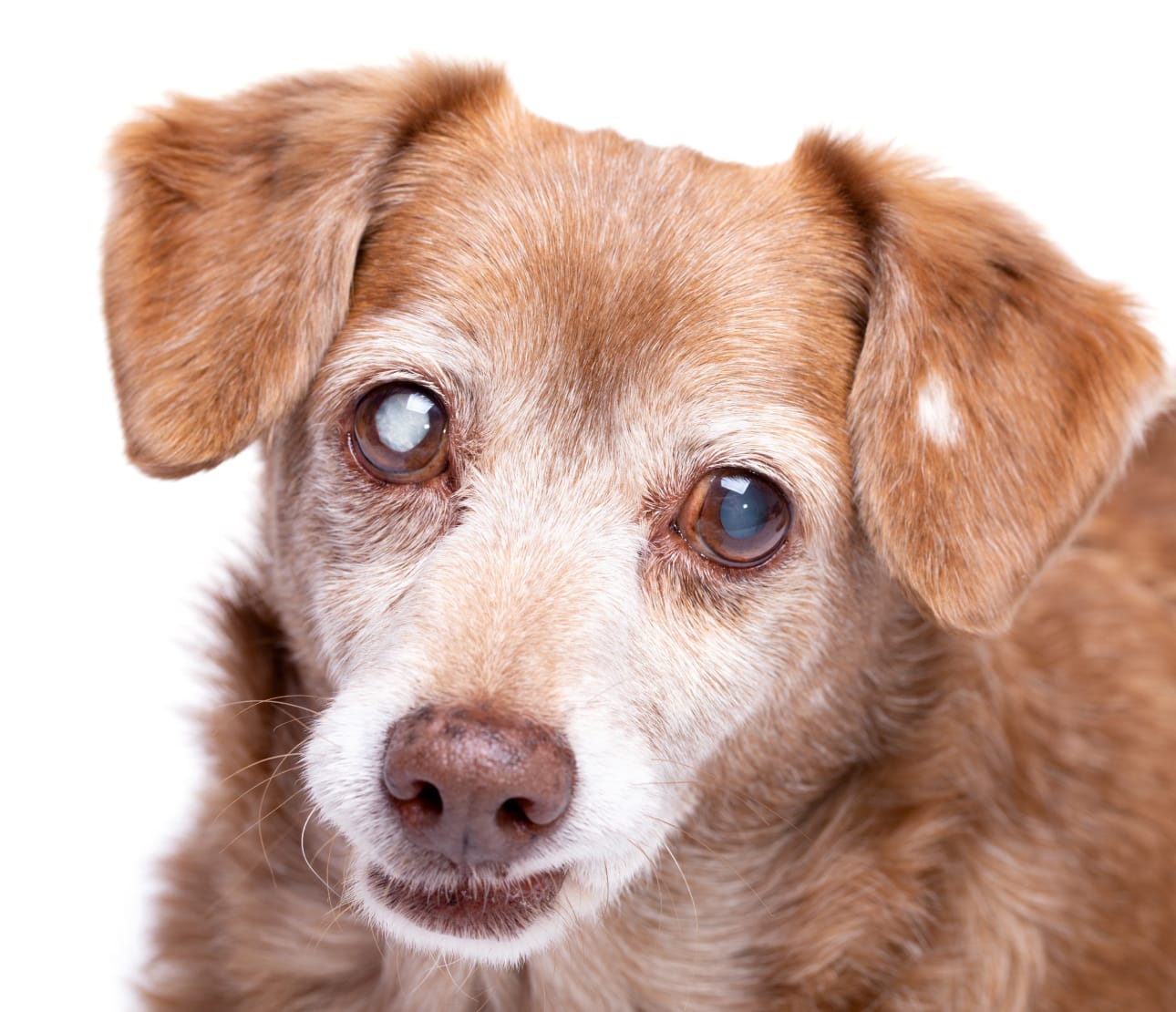 Chien avec trouble de la vision