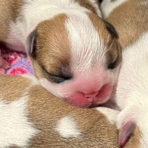 Petits chiots à la naissance