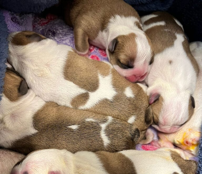 Chiot bulldog anglais à l naissance