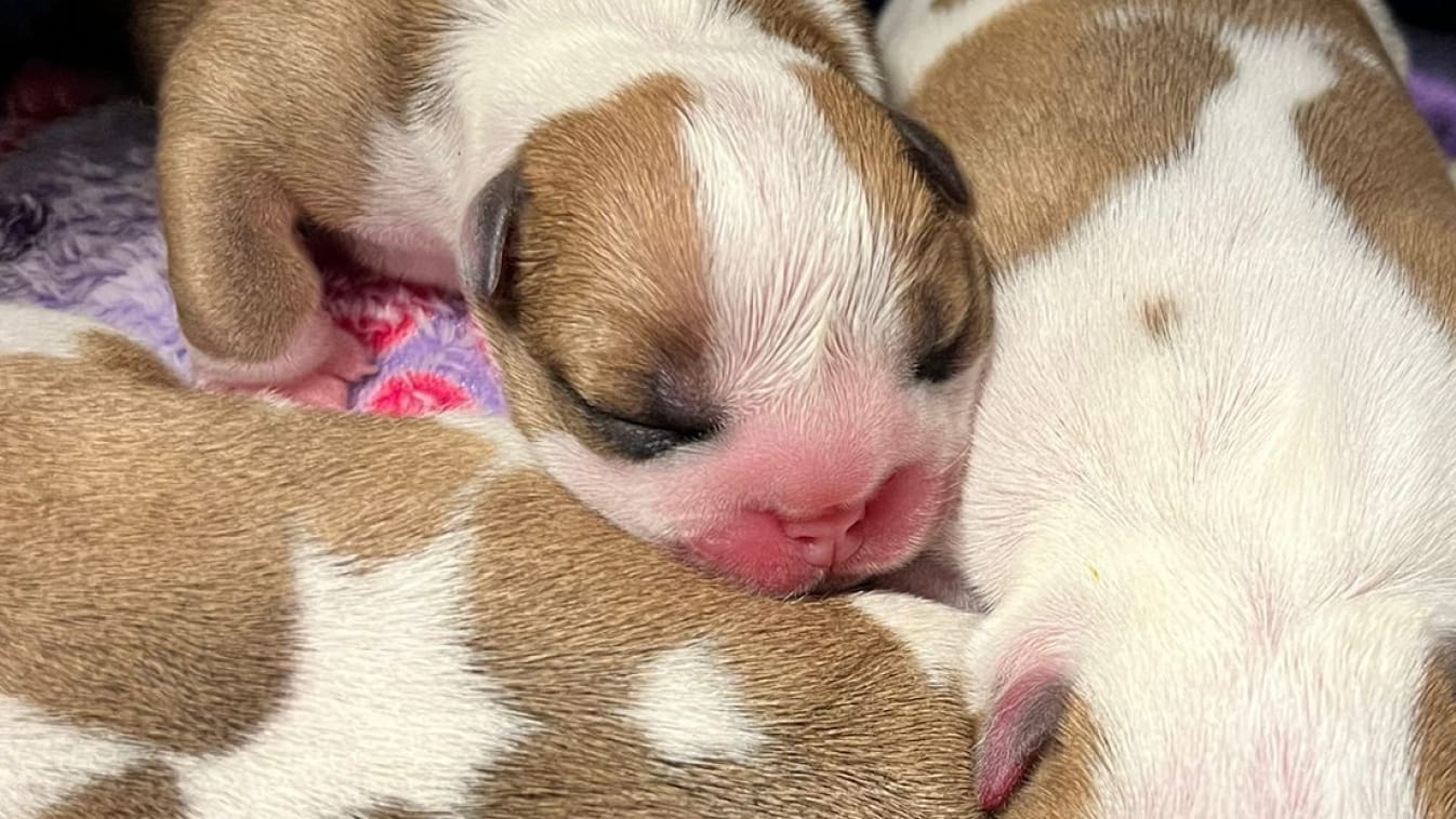 Petits chiots à la naissance