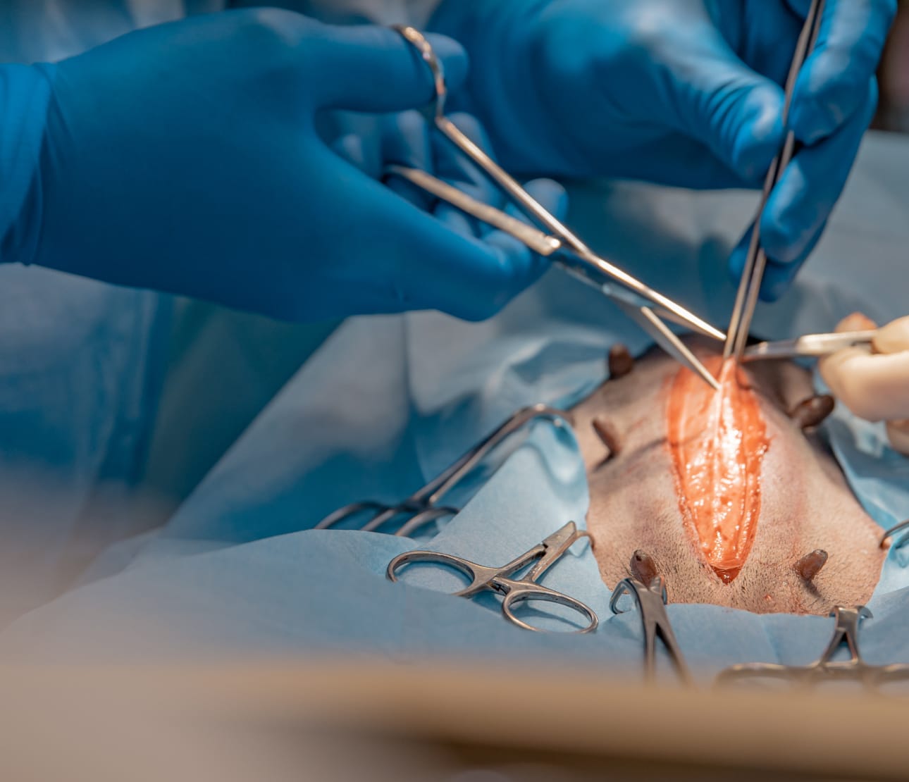 Chirurgie des tissus mous pour un chien