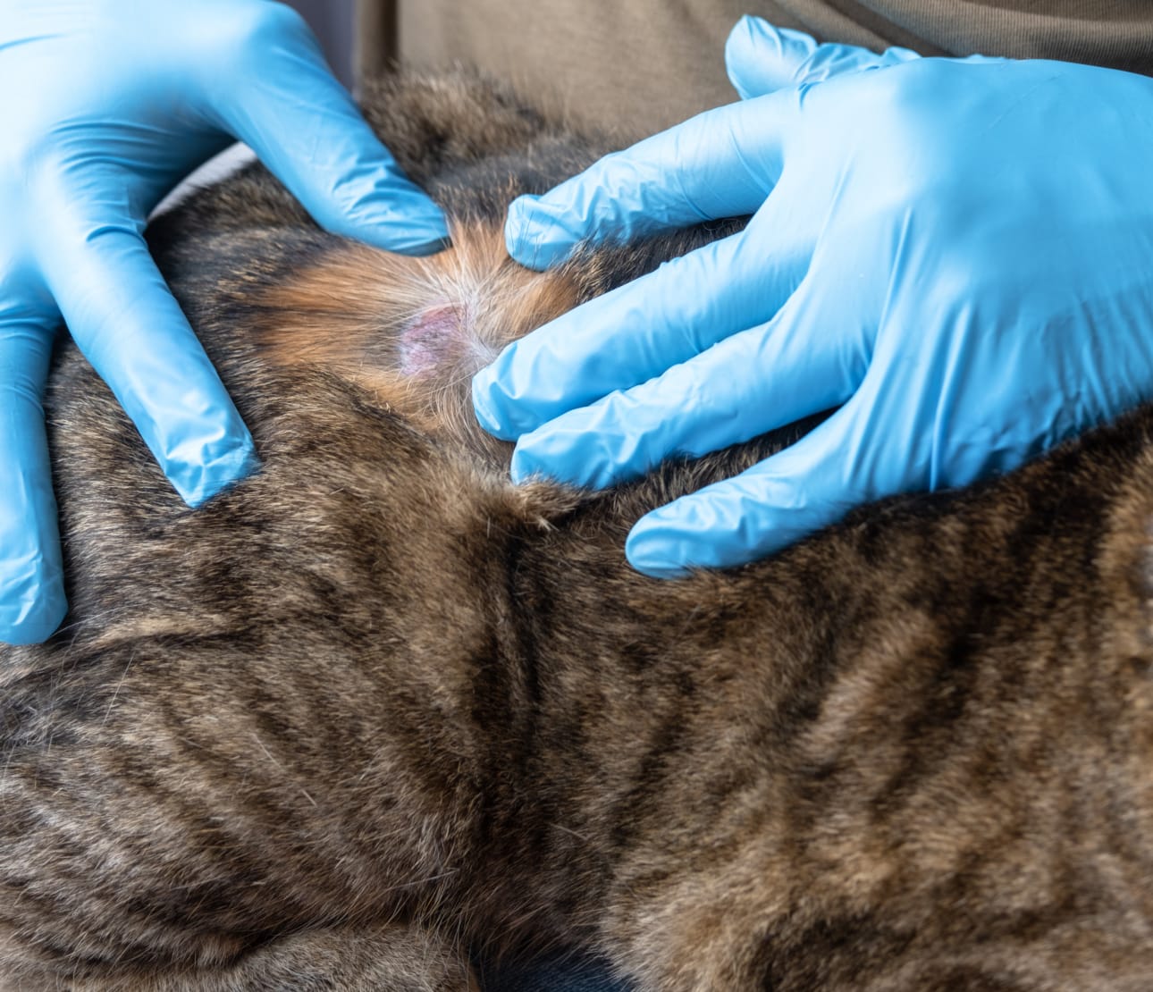Consultation dermatologie sur un chat