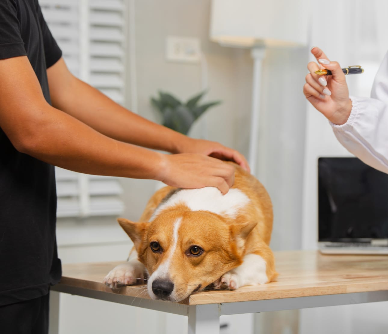 Consultation pour imagerie vétérinaire chien