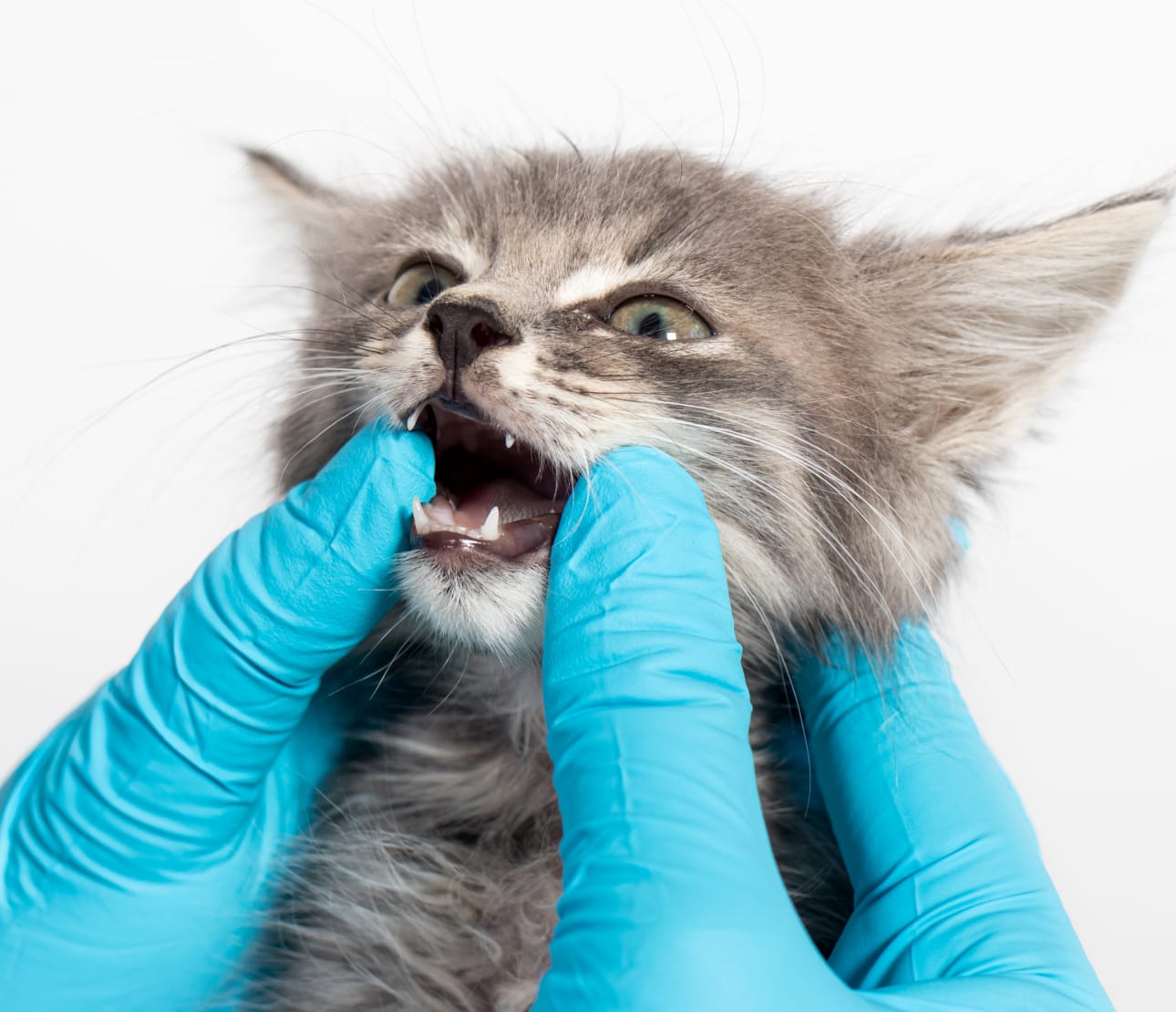 Consultation pour les dents d'un chaton