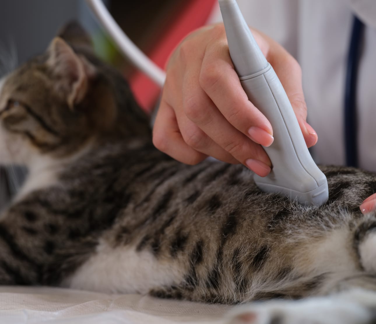 Echographie d'un chat en cabinet
