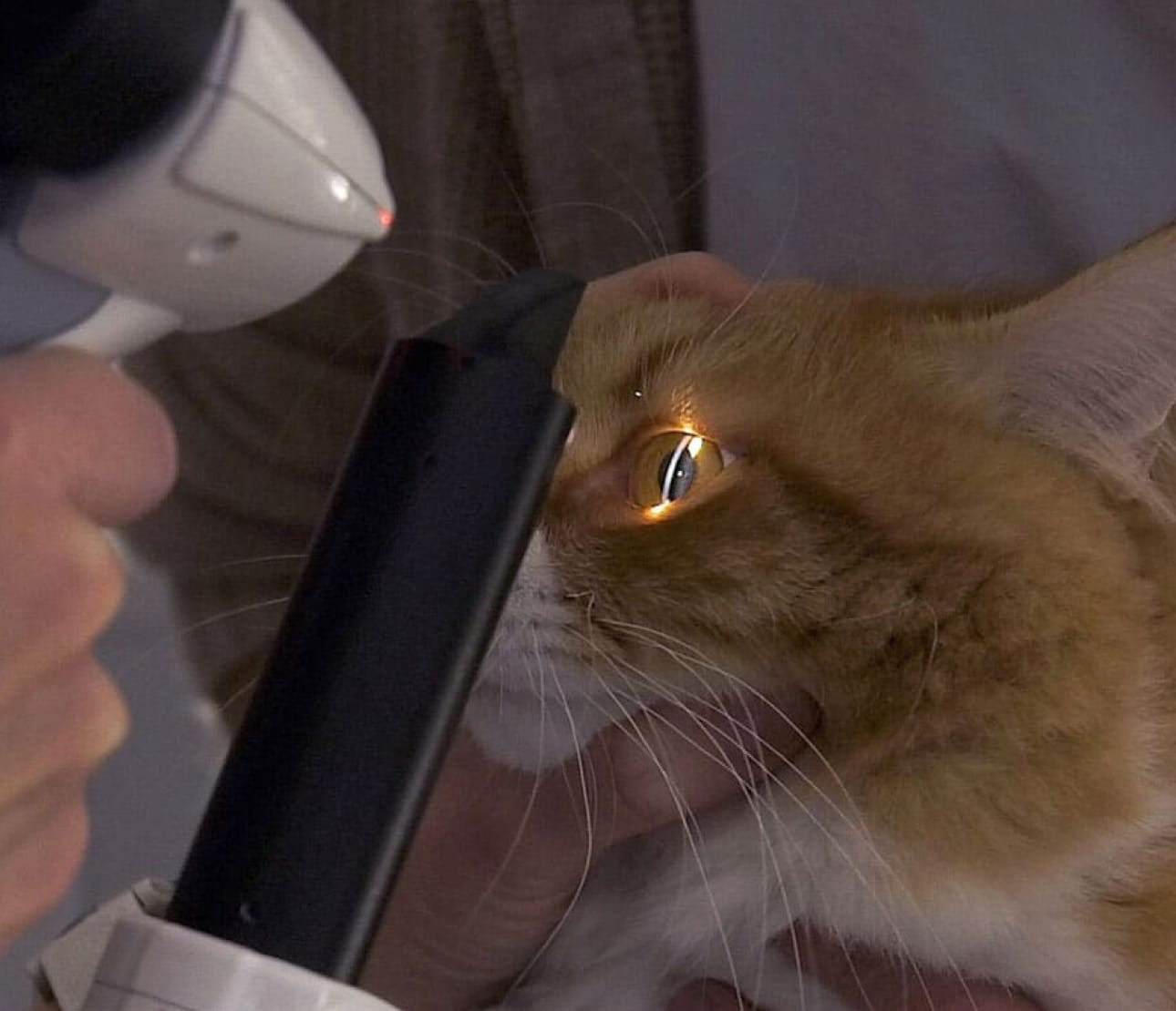 Examen de l'œil d'un chat