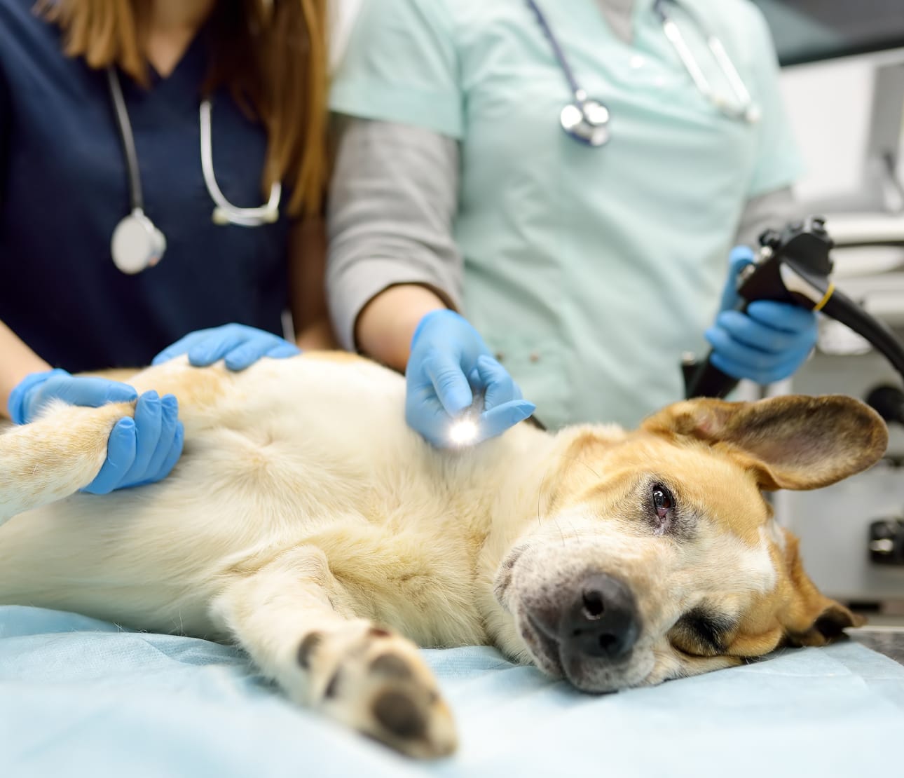 Fibroscopie d'un chien
