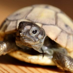 Chirurgie Tortue Gaia