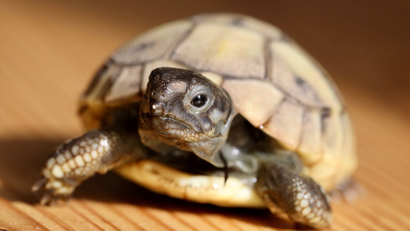 Chirurgie Tortue Gaia