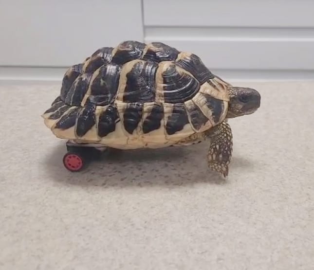 Gaia soins apportés à la tortue