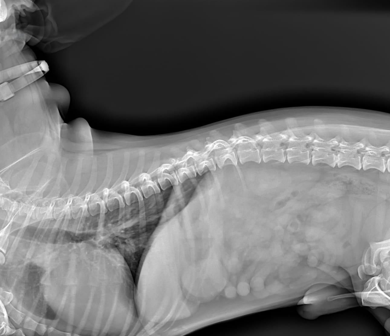 Radiographie de tronc chien