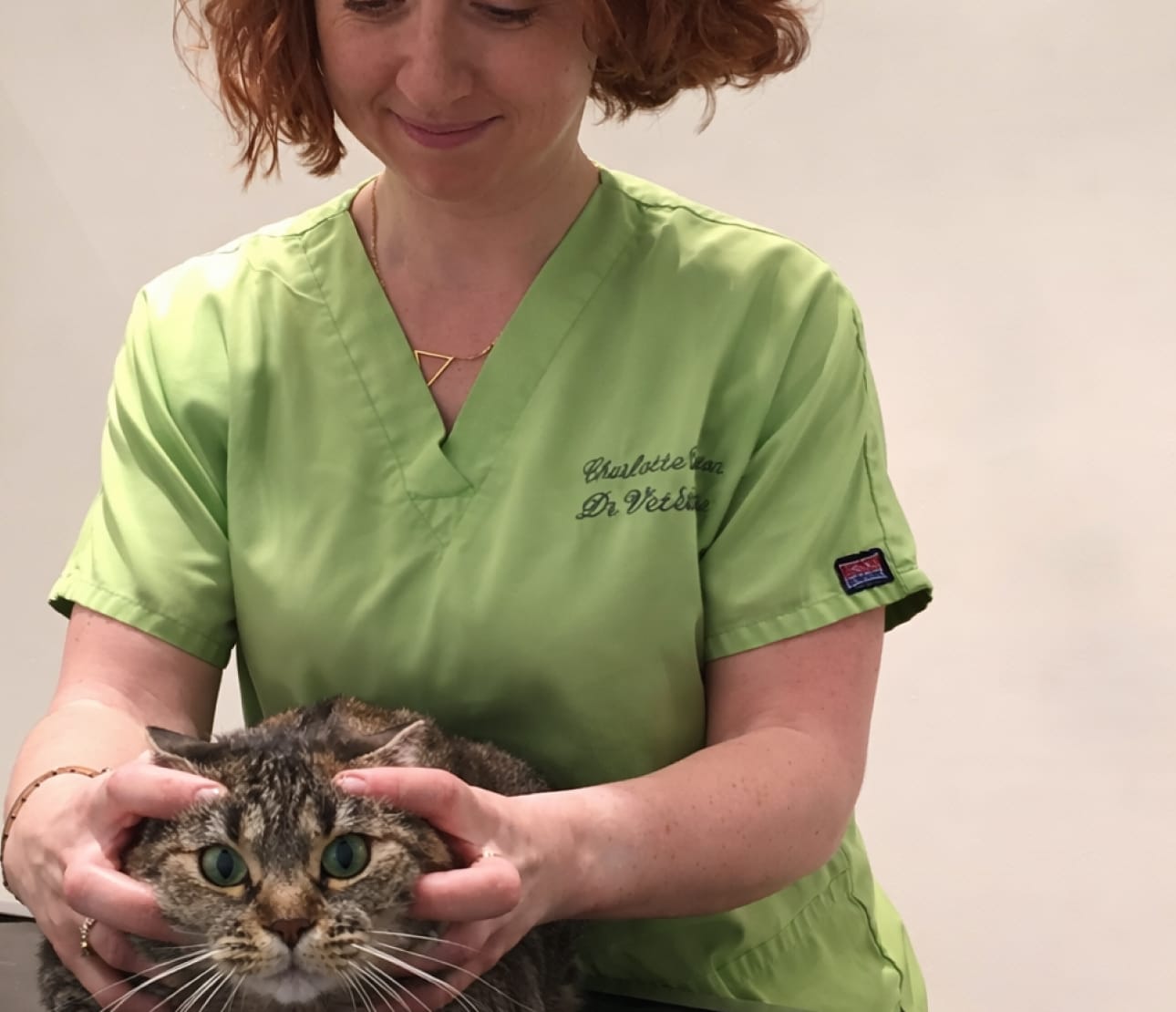 Massage kiné chien par vétérinaire