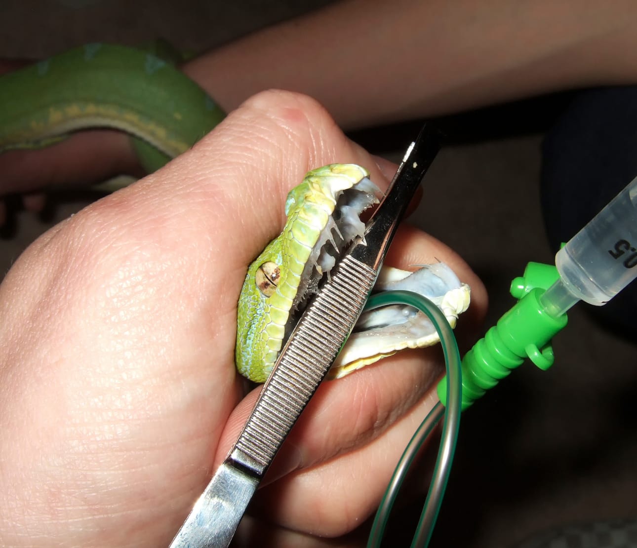 Intervention vétérinaire sur un serpent
