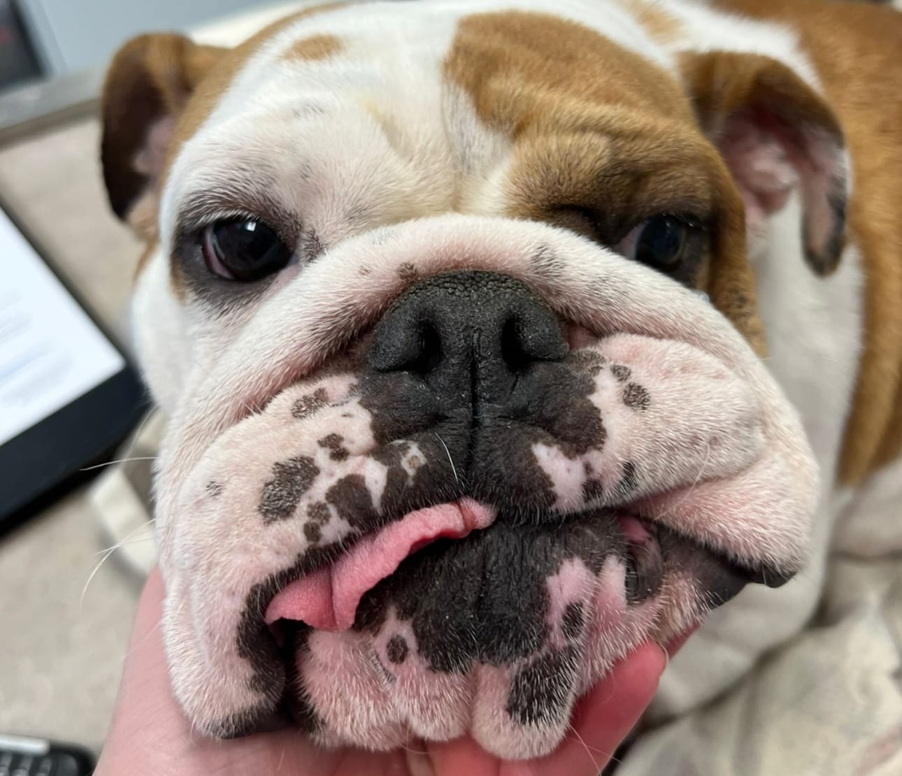 Maman bulldog après césarienne