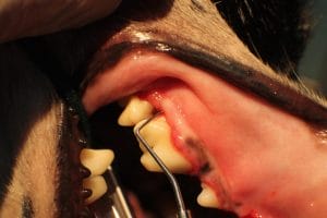 Problème bucco-dentaire chez le chien