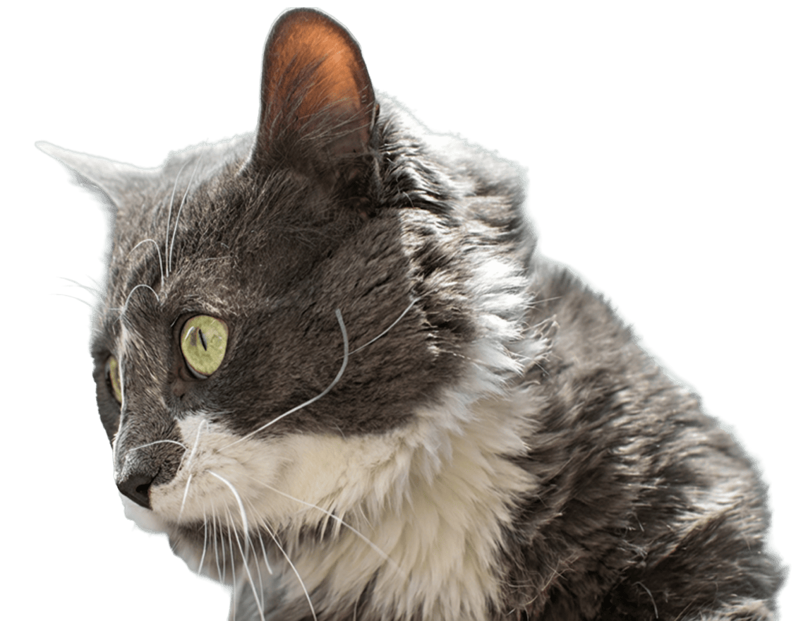 Œil chat Ophtalmo vétérinaire