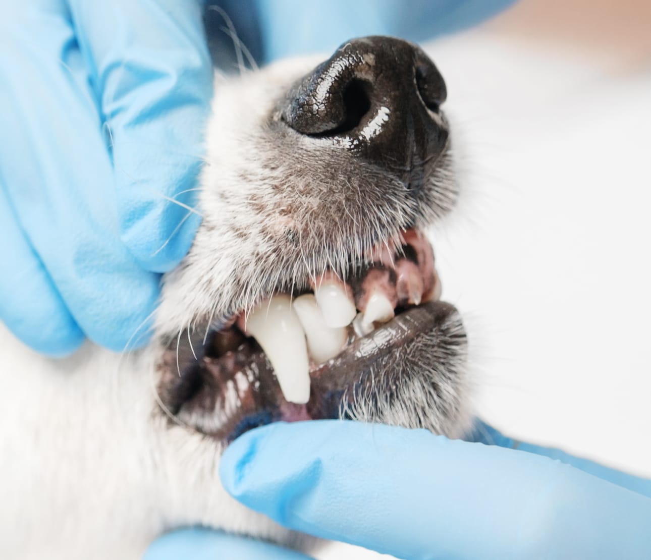 Observation des dents d'un labrador