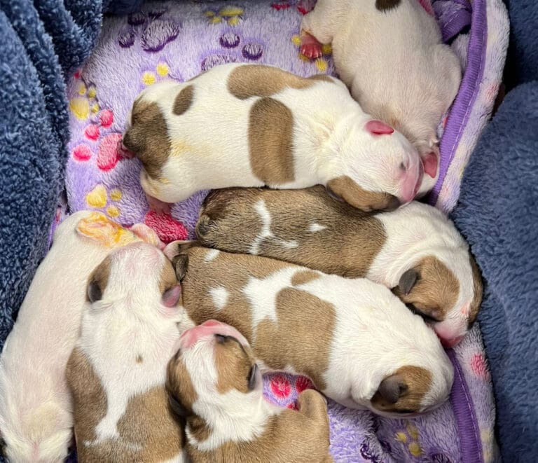Chiot bulldog anglais à l naissance