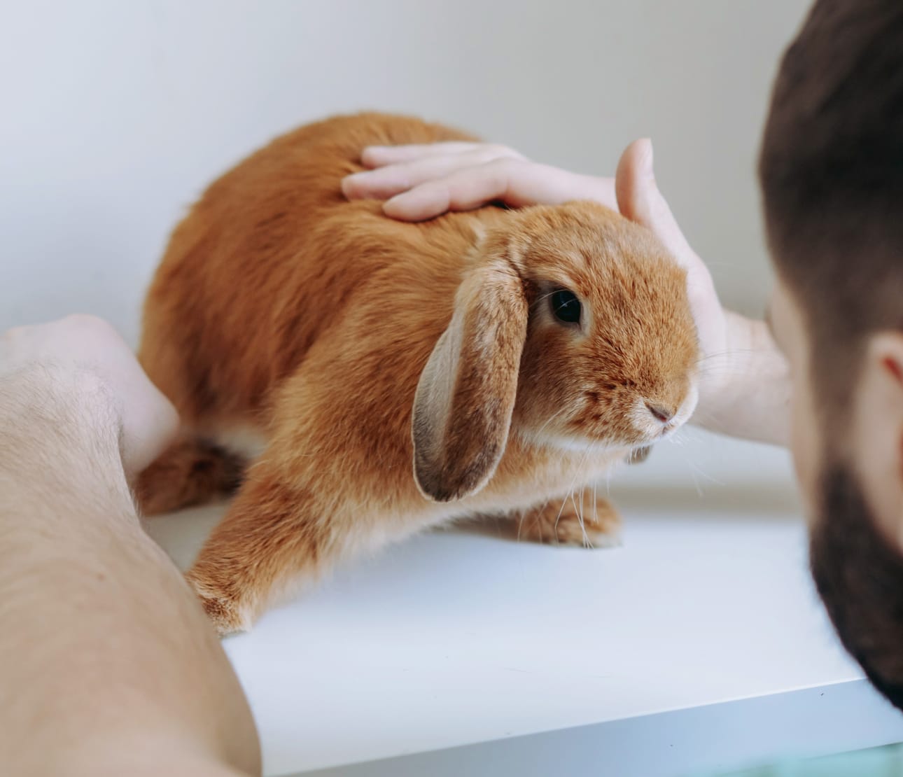 Consultation vétérinaire lapin