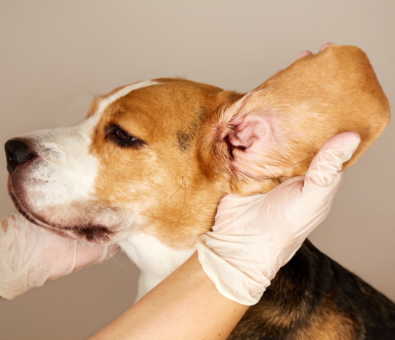 Osculation oreille chien