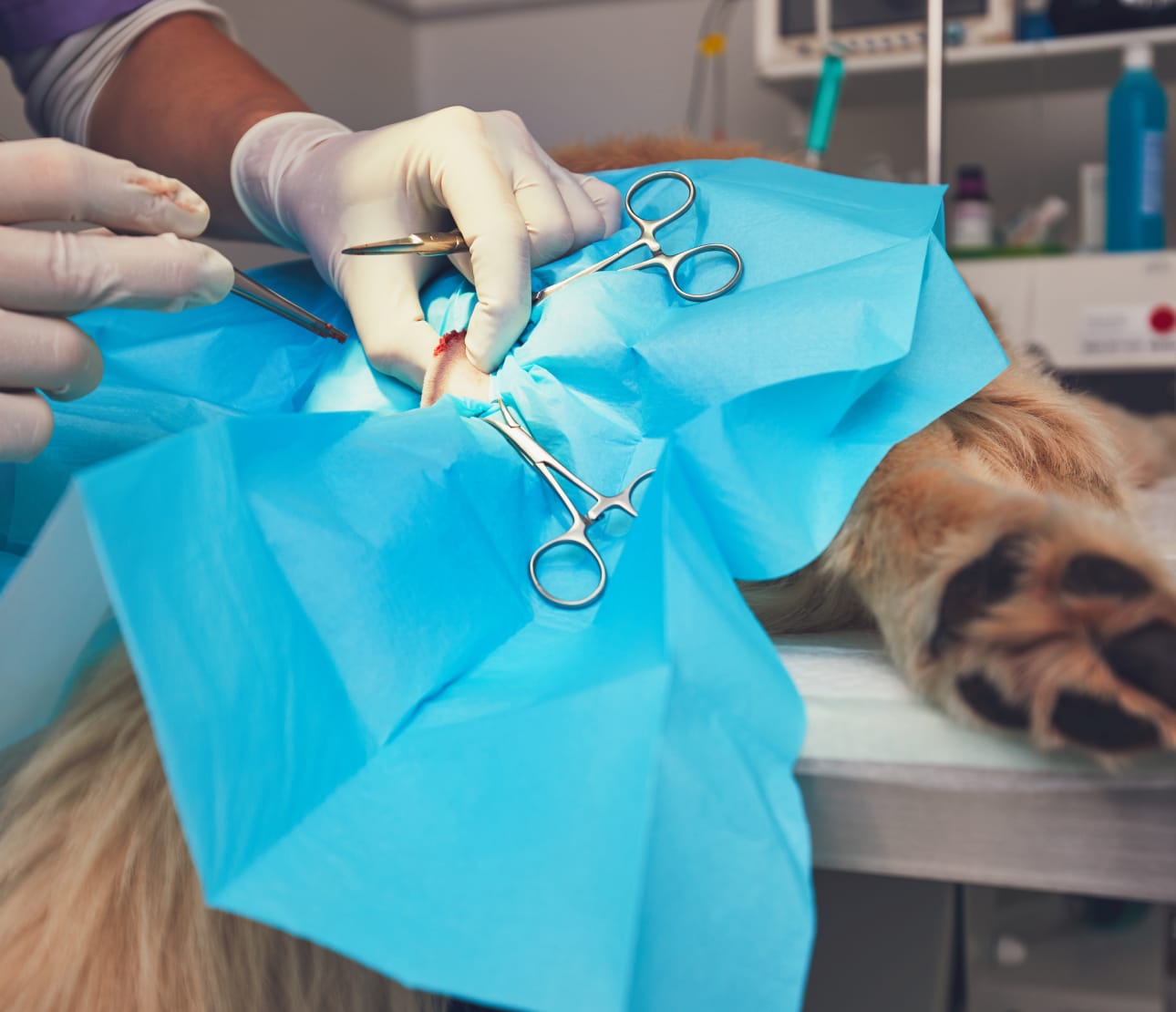 Stérilisation d'un chien par un vétérinaire