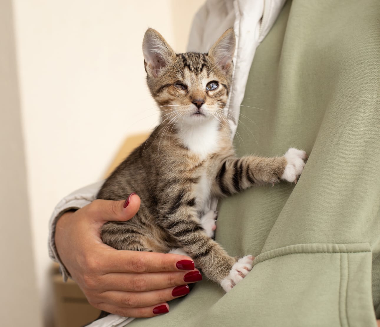 Chat avec conjonctivite