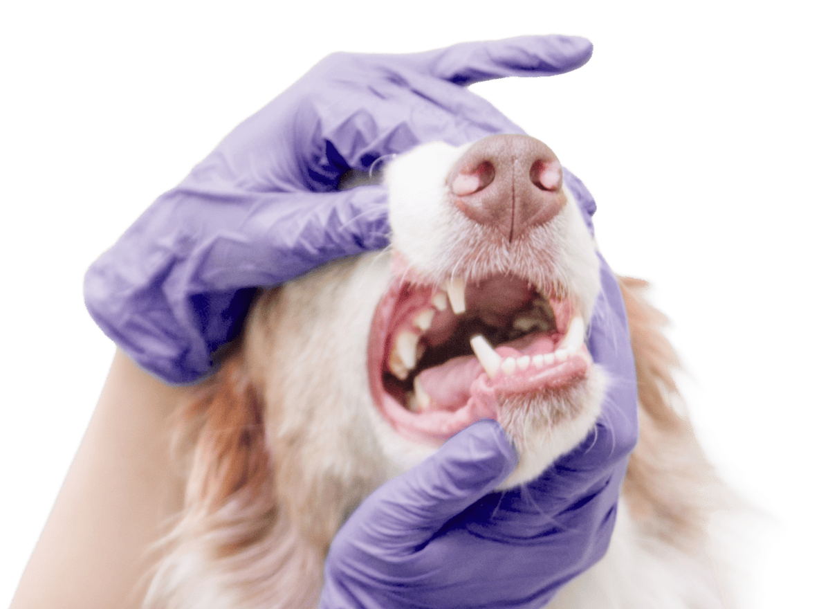 Vétérinaire consultation dentisterie chien