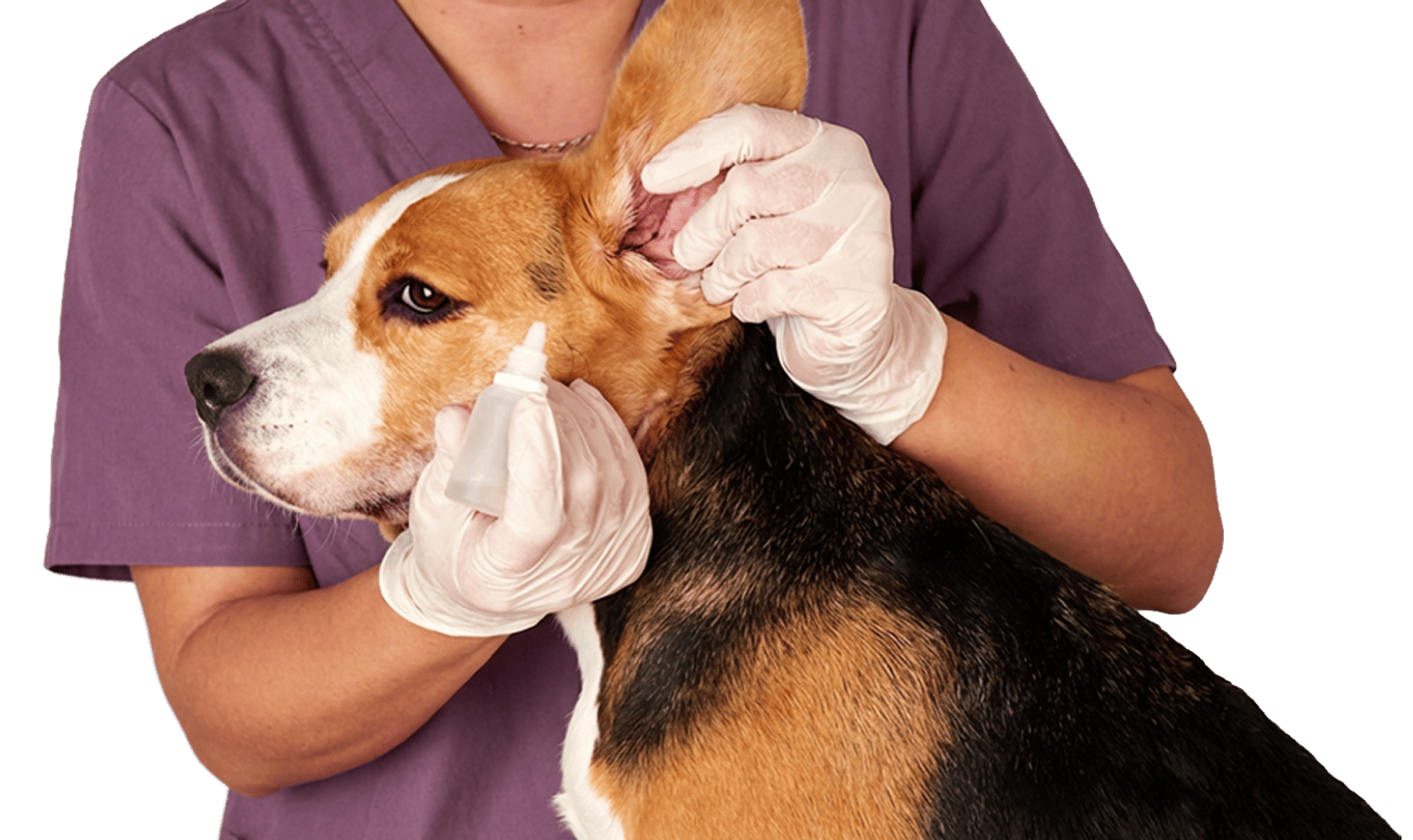 Vétérinaire dermatologie Chien