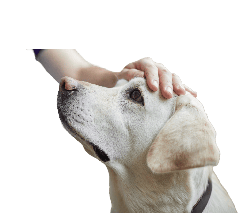 Consultation médecine comportementale chien