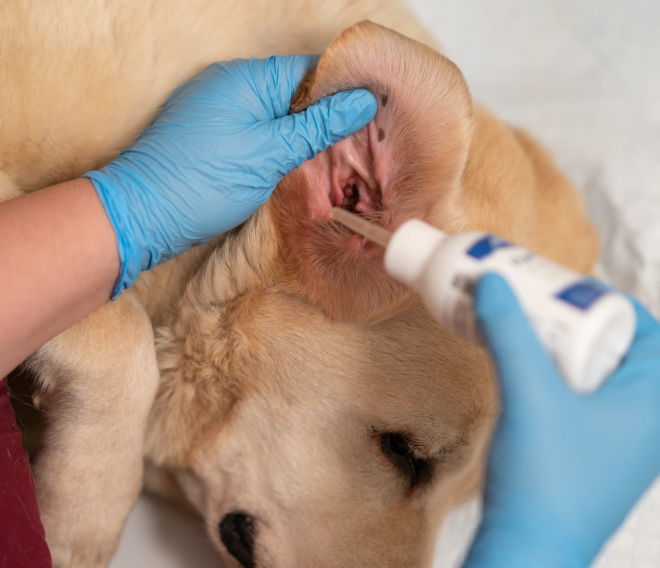 Traitement peau oreille de chien dans une clinique