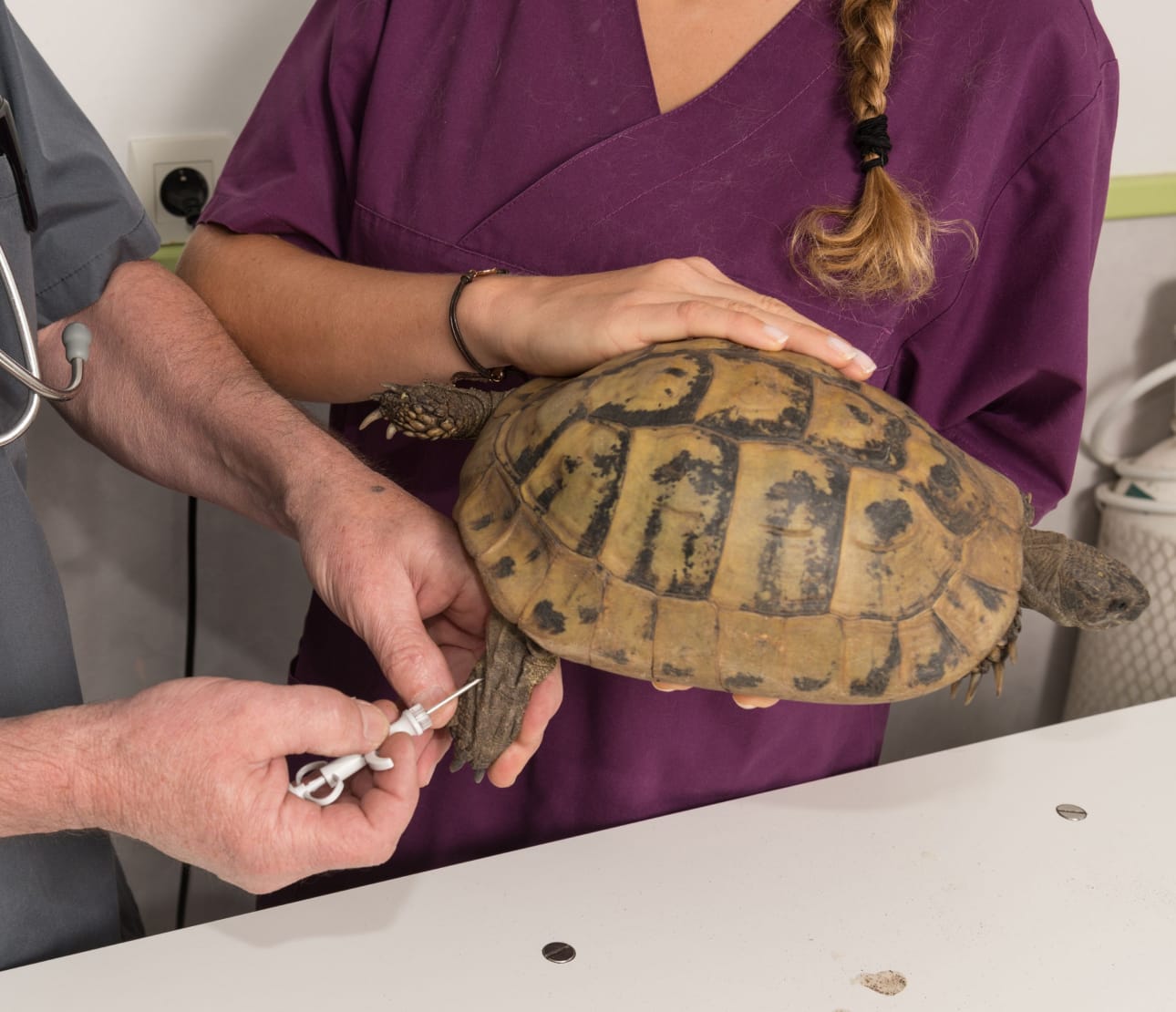 Piqûre sur une tortue