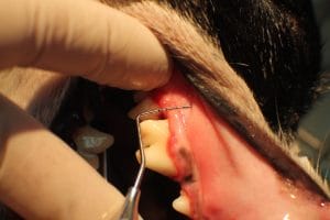 Problèmes bucco-dentaires chez le chien