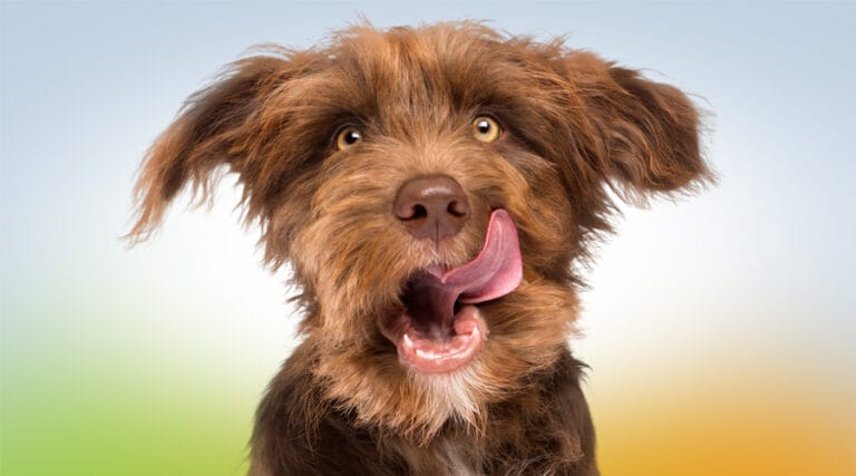 chien clinique