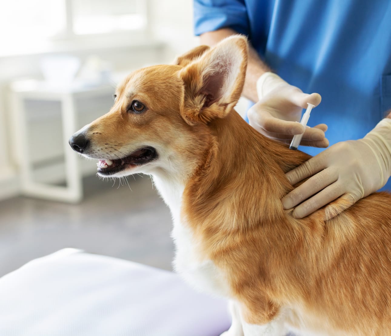 Chien Corgi recevant une vaccination