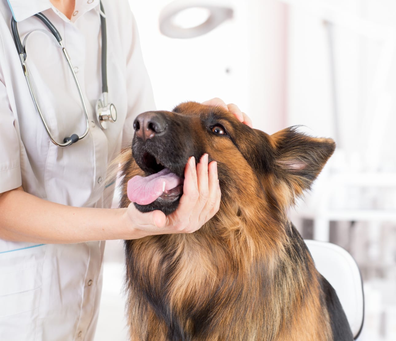 Examen clinique d'un chien senior