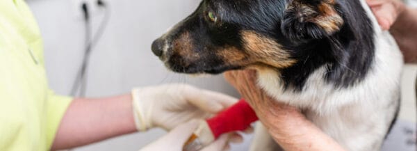 Service vétérinaire spécialité cancérologie chien
